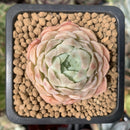 Echeveria 'Helena' Hybrid 1" Succulent Plant