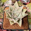 Echeveria 'Madiba' 2"-3" Succulent Plant