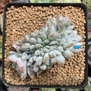 Echeveria 'Hosikage' Crested 3" Succulent Plant