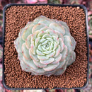 Echeveria 'Pure Love' 2"-3" Succulent Plant