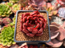 Echeveria Agavoides 'Rubra' 1"-2" Succulent Plant