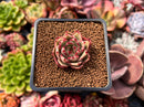 Echeveria 'Cello' 1" Succulent Plant
