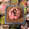 Echeveria 'Pink Lily' 1" Succulent Plant
