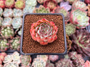 Echeveria 'Melanie' 2" Succulent Plant