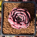 Echeveria 'Mauve' 1" Succulent Plant