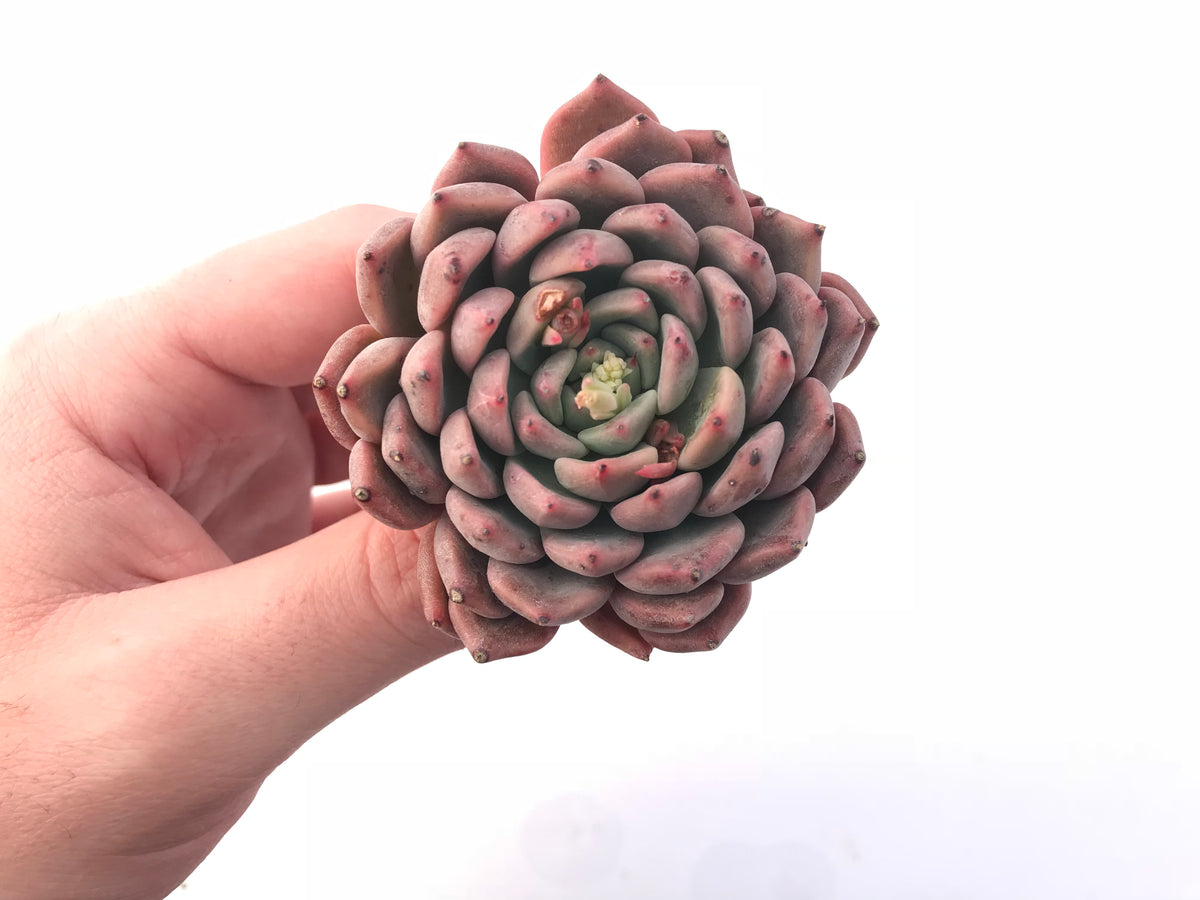 Echeveria Zaragoza Hybrid 3”-4” Rare Succulent Plant