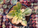 Echeveria 'Jyulia' Variegated 4" Succulent Plant