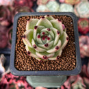 Echeveria Agavoides 'Blue Dragon' 1" Succulent Plant
