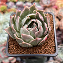 Echeveria 'Shanarae 2" Air Magic Hybrid Succulent Plant