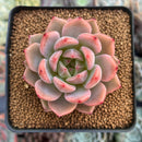 Echeveria 'Sharman' 2" Succulent Plant