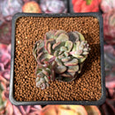Echeveria 'Denteulajjaem' Variegated 1" Succulent Plant