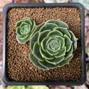 Echeveria 'Longissima' Round-leaf 1"-2" Succulent Plant