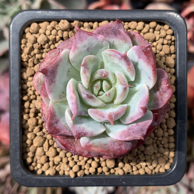succulent bear Echeveria 'Lovely Bear' 2" Succulent Plant