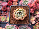 Echeveria sp. 1" Succulent Plant