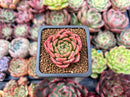 Echeveria Agavoides 'Fabien' 2" New Hybrid Succulent Plant