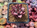 Echeveria Agavoides 'Sirius' 2" Succulent Plant