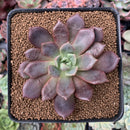Echeveria 'Vasilisa' 2"-3" New Hybrid Succulent Plant