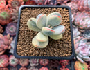 Cotyledon 'Orbiculata' Variegated Cutting 2" Succulent Plant