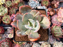 Echeveria 'Berserk' Variegated 3" Cutting Succulent Plant