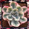 Echeveria 'Secunda' Variegated 2" Succulent Plant