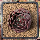 Echeveria Agavoides 'Rudolph' 2" Succulent Plant