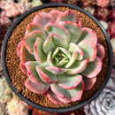 Echeveria 'Luella' Variegated 4" Succulent Plant