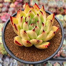Echeveria Agavoides 'Ebony' Hybrid 3"-4" Succulent Plant