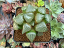 Haworthia Comptoniana Hybrid 3"-4" Succulent Plant