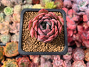 Echeveria 'Pear Flower' 2" Succulent Plant