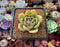 Echeveria Agavoides 'Labyrinth' 2" Succulent Plant
