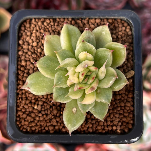 Echeveria Agavoides 'Eve' Variegated 1" Succulent Plant
