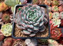 Echeveria 'Raffine' 3" Powdery Succulent Plant