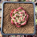 Echeveria Agavoides 'Cherbourg' 1" Succulent Plant