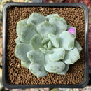 Echeveria 'Derlu' 2" Succulent Plant
