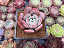 Echeveria 'Soulmint' 2" Succulent Plant