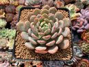 Echeveria sp. 3" Succulent Plant