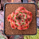 Echeveria Agavoides 'Rose Garnet' 2"-3" Succulent Plant
