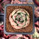 Echeveria 'Monroe Chanel' 1" Succulent Plant