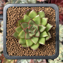 Echeveria 'Hong-Li' 1"-2" New Hybrid Succulent Plant