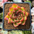Echeveria Agavoides 'Chalstone' 2" Succulent Plant