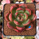Echeveria Agavoides 'Red Wine' 2" Succulent Plant
