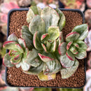 Echeveria Agavoides sp. Variegated 2"-3" Succulent Plant