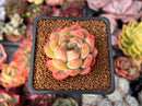 Echeveria 'Starmark' 2" Succulent Plant