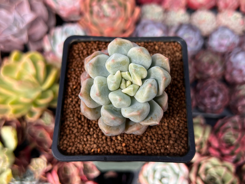 Echeveria 'Cream Puff' 2