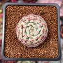 Echeveria 'White Farm' 1" Succulent Plant