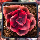 Echeveria 'Golden State' Variegated 2" Succulent Plant