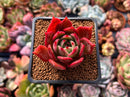 Echeveria Agavoides 'Rejong' 2" Succulent Plant