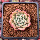 Echeveria Agavoides 'Rajoya' 1" Succulent Plant