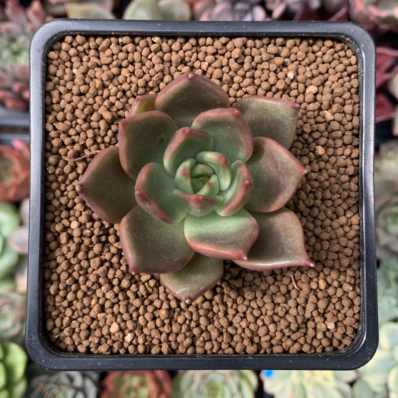 succulent cinnamon Echeveria Agavoides 'Cinnamon' 1"-2" New Hybrid Succulent Plant – True Succulents  Plant Co