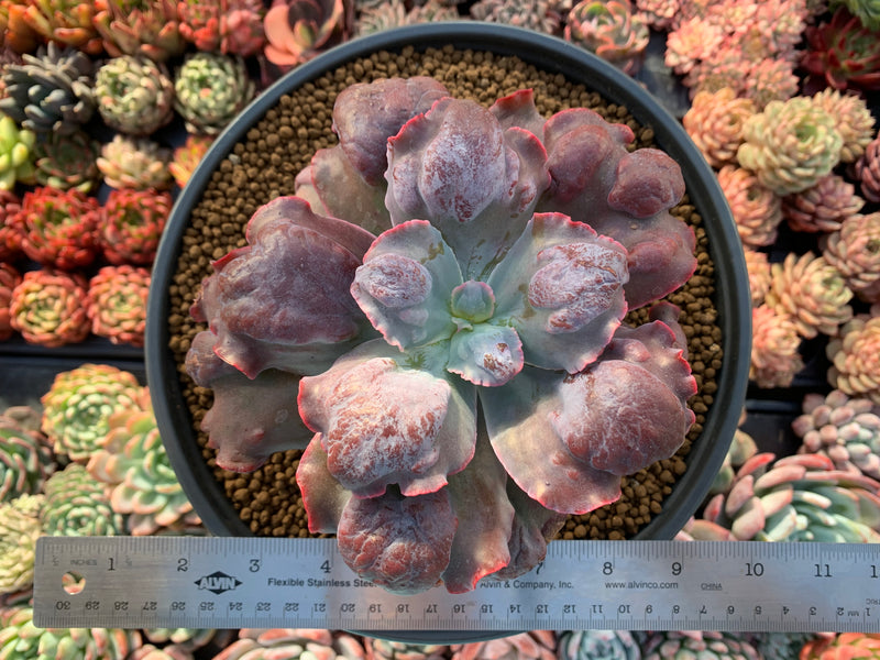 lilac frost succulent Echeveria 'Lilac Frost' 5"-6" Large Succulent Plant – True Succulents Plant Co